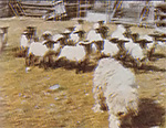 A Komondor guarding its flock.